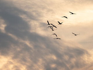 Sandhill cranes fly beneath dramatic sunset lit clouds on migration