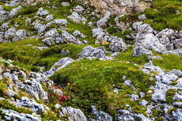 Alpine marmot wandering through rock garden in the evening in the dolomites. Falzarego pass, Dolomites, South Tirol, Italy, Europe.