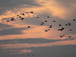 Sandhill cranes fly beneath dramatic sunset lit clouds on migration