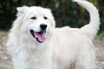 Big White Fluffy Samoyed Dog