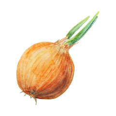 Hand drawn watercolor onion isolated on white background