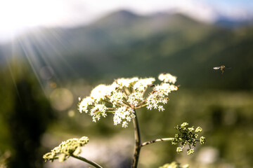 Insects feed nektar on white flower in the morning with Marmolada group in the background. Falzarego pass, Dolomites, South Tirol, Italy, Europe. © Michael