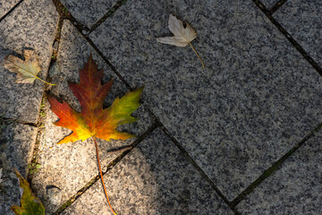 Piękny liść klonu w jesiennych barwach : czerwonej , żółtej , pomarańczowej i zielonej . Liść leżący na chodniku granitowym . - obrazy, fototapety, plakaty
