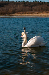 white swans group on the lake swim well under the bright sun