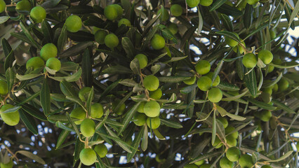 Olives Tree. green olive tree branch and leaf. Close-Up of fresh, highly productive, fertile and growing Olives. natural, fresh, organic healthy vegetable and oil for breakfast