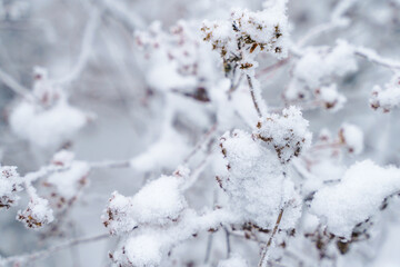 Dried branches of flowers in the snow and hoarfrost