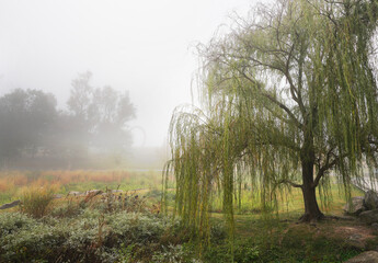 Fall colors and fog in the park at the NC Museum of Art in Raleigh