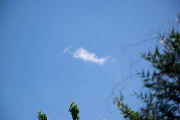 Obraz premium sky and tree