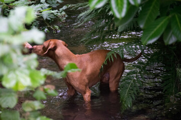 dog in the water