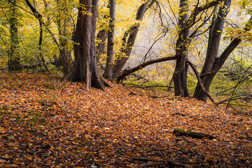 Jesienny miejski park w Warszawie, kolorowe liście na drzewach 
