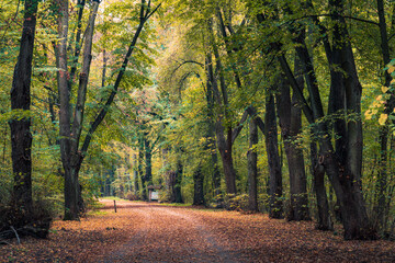 Jesienny miejski park w Warszawie, kolorowe liście na drzewach 