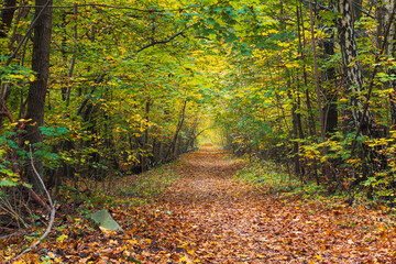 Ścieżka w jesiennym Polskim lesie, piękne kolory lasu