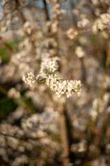 flowers on the tree shot on HELIOS 44 CHERRY BOKEH