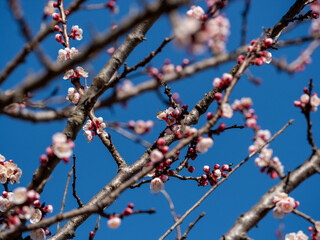 blossom in spring