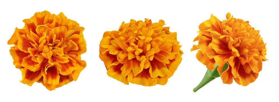 fresh marigold or tagetes erecta flower isolated on white background with full depth of field. Top view. Flat lay