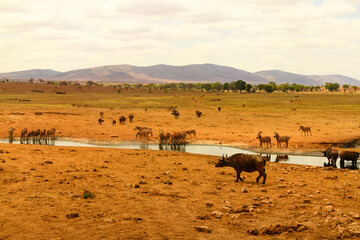 Fototapeta na wymiar buffalo, zebras ,antelope in African savannah