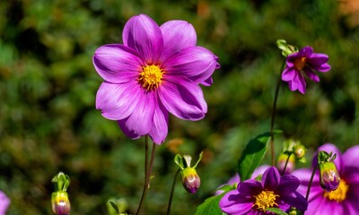 purple flowers in the garden