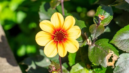 Dahlia flower in the sun, close-up