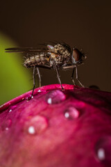 Zdjęcie macro muchy na róży