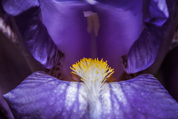Zdjęcie makro kwiatka lilii - obrazy, fototapety, plakaty