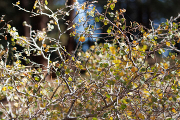 At over 8000 feet in the San Emigdio Mountains, an ethereal essence emanates from Ribes Cereum, softly reminding us to love and respect native ecology.