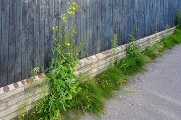 Large weeds have grown between the fence and the sidewalk of the city street - obrazy, fototapety, plakaty