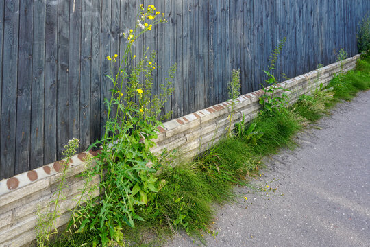 Large weeds have grown between the fence and the sidewalk of the city street