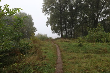 Fototapeta na wymiar Rainy and foggy forest, early autumn