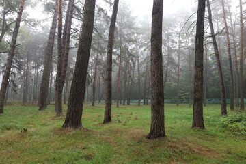 Rainy and foggy forest, early autumn