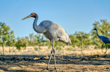 one closeup view of Brolga in grassland