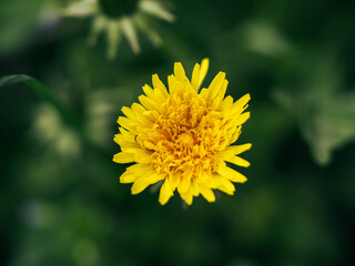 yellow flower of a dandelion