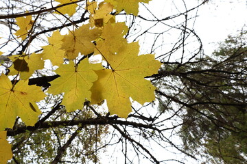 Fototapeta na wymiar Yellow maple leaves against the sky in the autumn forest