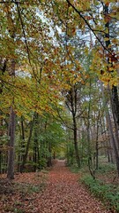 Fallen leaves on a path in autumn park in Franconia, Germany