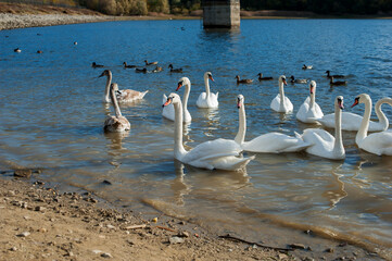 white swan paws on the ice reflecting