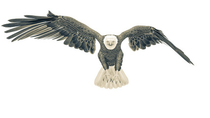 american bald eagle is attacking in white background front view