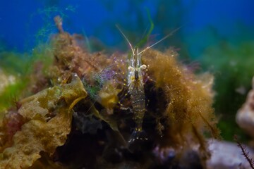 active saltwater adult rockpool shrimp search for food in green and brown algae, Black Sea marine biotope aquarium, blue LED light, invasive alien species for experienced aquarist, vulnerable nature