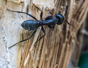 ant on a branch