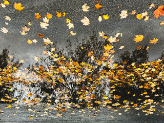 Obraz premium Autumn golden sycamore leaves in a puddle on a wet road. A reflection of the tree can be seen in the water.