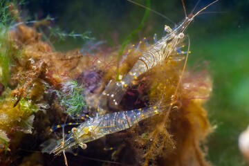 pair of hungry saltwater adult rockpool shrimp search for food in green and brown algae, Black Sea marine biotope aquarium, invasive alien species shine and glow, vulnerable nature require protection