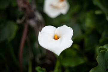 Plakat white flower in the garden