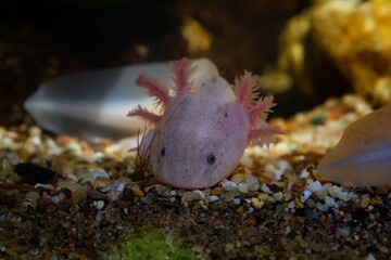 axolotl salamander dig in sand bottom at front glass, funny freshwater domesticated amphibian, endemic of Valley of Mexico, tender coldwater species, low light mood, blurred background, pet shop sale