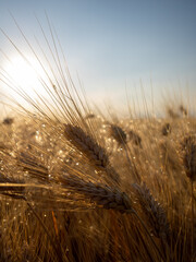 wet wheat whit bokeh in the sunset 