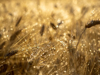 wet wheat whit bokeh in the sunset 