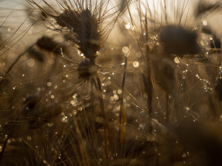 wet wheat whit bokeh in the sunset 