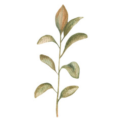 Watercolor autumn herbs, leaves, dried flowers, suitable for logo design