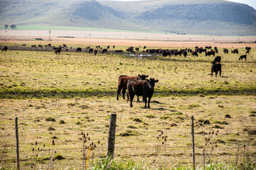 View of a farm near Balcarce city, Buenos Aires province, Argentina	