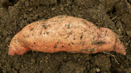Sweet potato harvest Ipomoea batatas close-up tuberous tubers roots field soil spade bio farm harvesting plant plantation sweetpotato detail vegetable cultivars, farming organic root ripe fresh Europe
