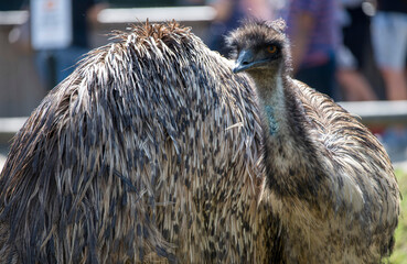 Emu (Dromaius novaehollandia)