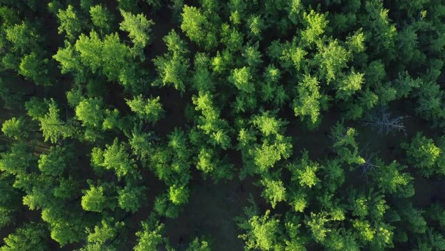 4k Above view of crowns of green trees outdoors irrl. Aerial pic of tall trees and vegetation growing outdoors on summer day. Beautiful view from flying drone of high forests and nature in wilderness