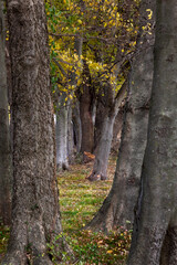 Beautiful forest trees illuminated in autumn colors and afternoon sun present a fairly tale look into this natural wonder